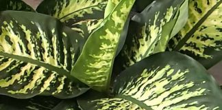 Dieffenbachia amoena