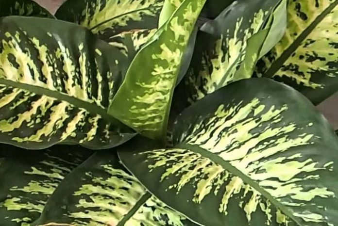 Dieffenbachia amoena