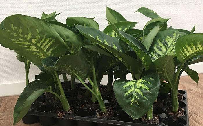 Dieffenbachia amoena