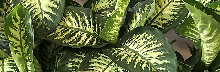 Dieffenbachia amoena