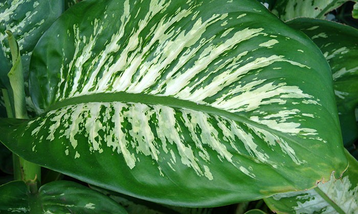 Dieffenbachia amoena