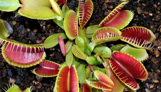 Dionaea muscipula