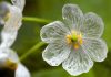 Diphylleia grayi