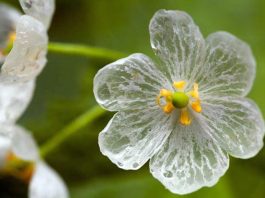Diphylleia grayi