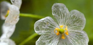 Diphylleia grayi