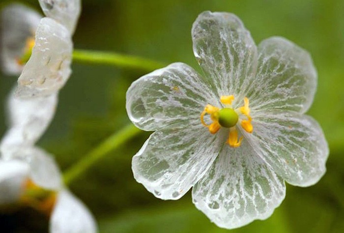Diphylleia grayi, flor esqueleto o flor de cristal | Revista de Flores,  Plantas, Jardinería, Paisajismo y Medio ambiente