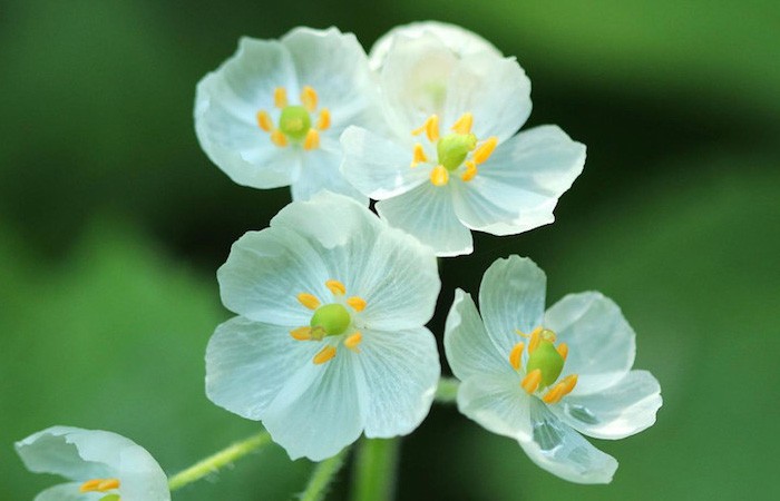 Diphylleia grayi