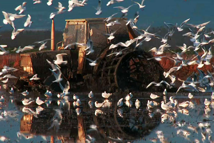 Documentales de naturaleza en la Albufera