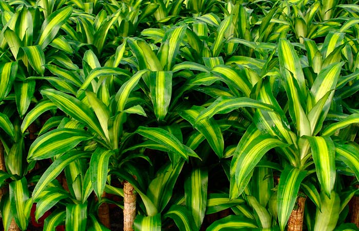 Dracaena fragrans massangeana