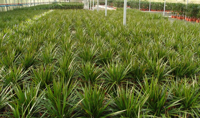 Dracena marginata