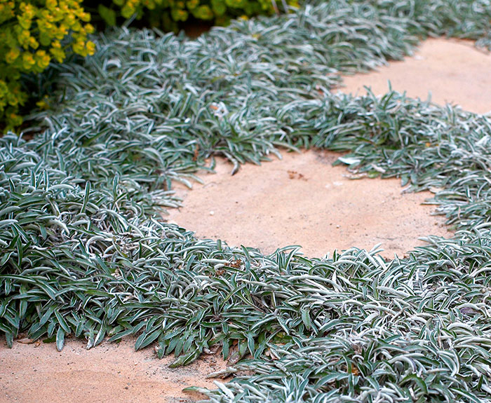 Dymondia margaretae en el jardín