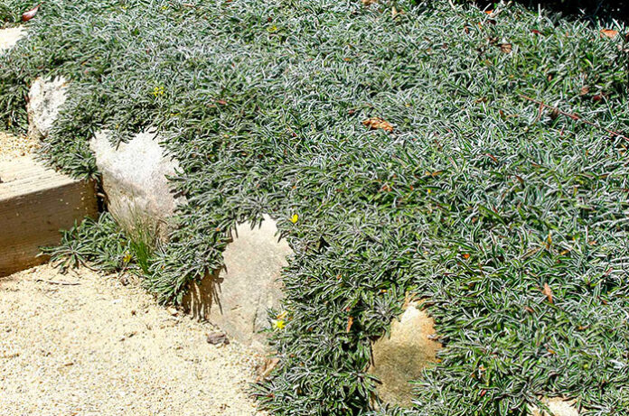 Dmodia Notebook Dymondia margaretae | Floresyplantas.net