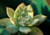 Echeveria agavoide