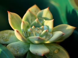 Echeveria agavoide