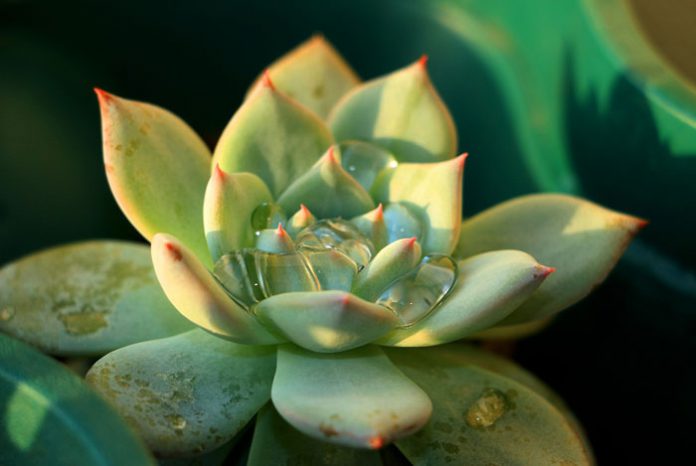 Echeveria agavoide