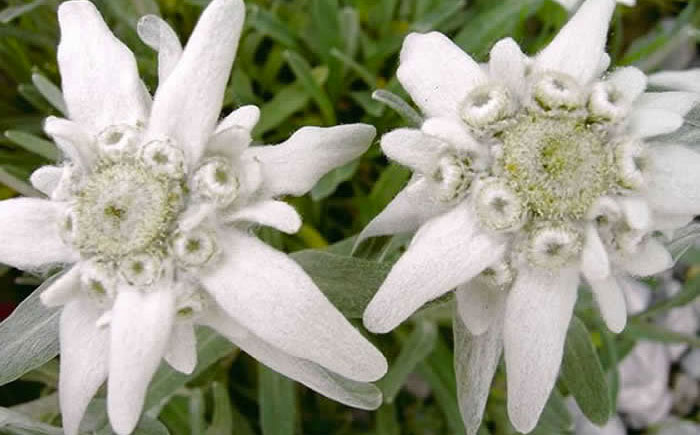 Edelweis la flor de las nieves