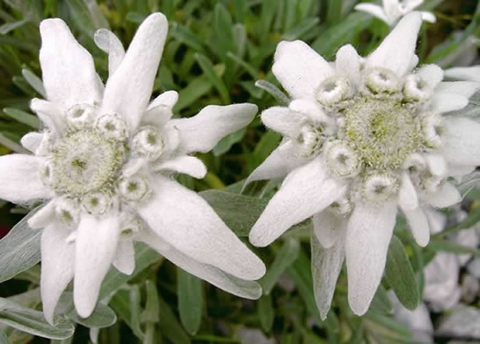 Flor de edelweis
