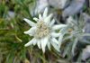 Edelweiss