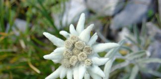 Edelweiss