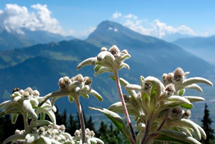 Edelweiss