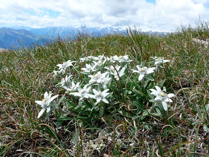 Edelweiss