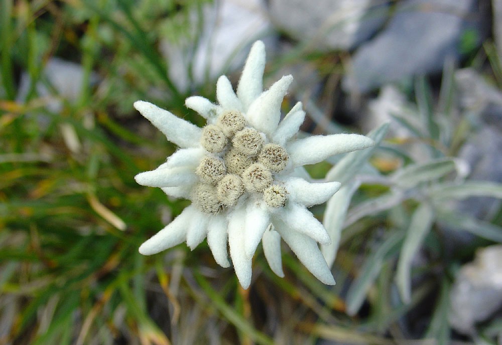 Edelweiss, la Flor de las nieves | Revista de Flores, Plantas, Jardinería,  Paisajismo y Medio ambiente
