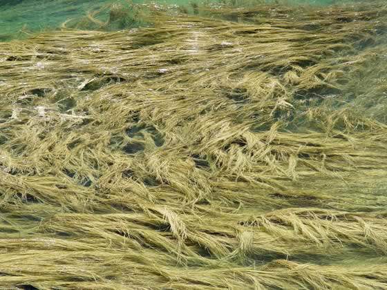 Efectos de la Eutrofización