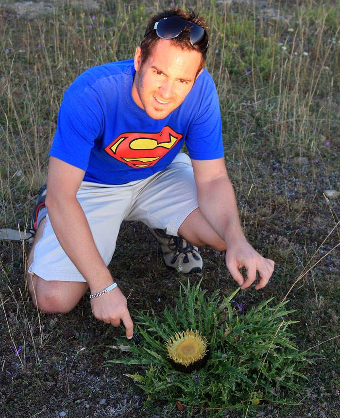 Carlina acaulis