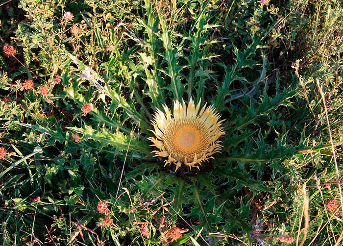 Carlina acaulis