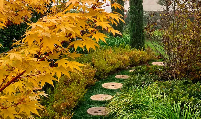 Ejemplar de Acer palmatum en el jardín