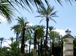 Ejemplares de Phoenix dactylifera en Palmeral de Elche