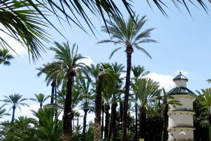 Ejemplares de Phoenix dactylifera en Palmeral de Elche Ejemplares de Phoenix dactylifera en Palmeral de Elche