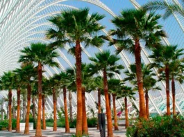 Ejemplares de Washingtonia robusta