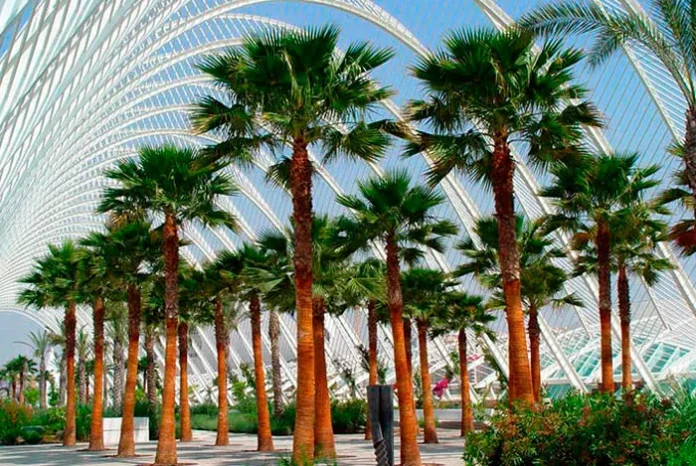 Ejemplares de Washingtonia robusta