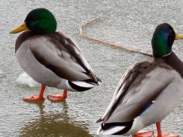 Mantenimiento del estanque en invierno