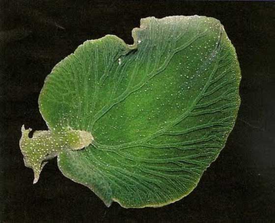 Elysia chlorotica