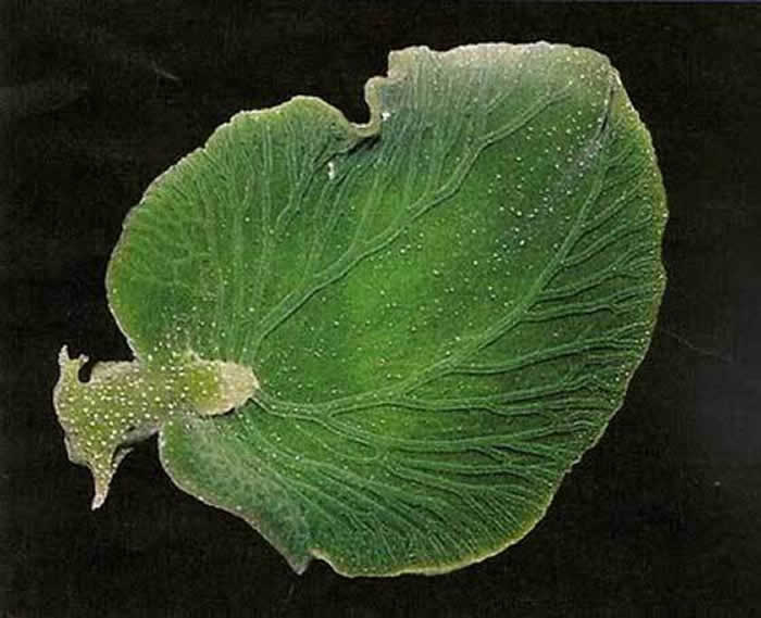 elysia chlorotica