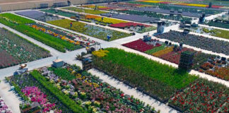 Empresas comercializadoras de plantas
