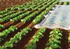Ensayo de fertilizantes en hortícolas