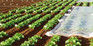 Ensayo de fertilizantes en hortícolas
