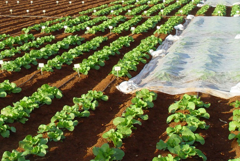 Ensayo de fertilizantes en hortícolas