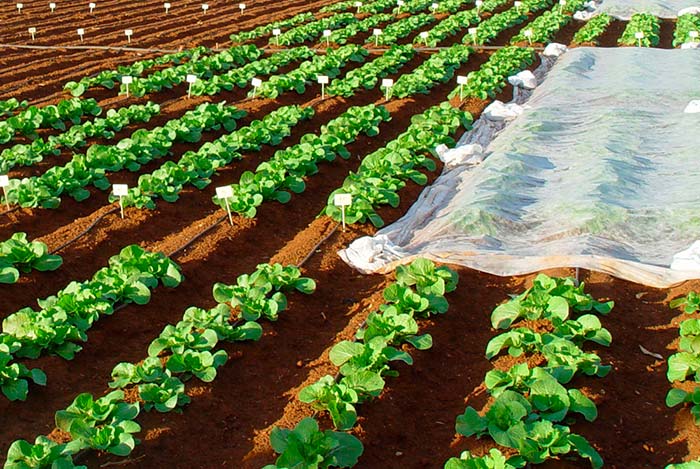 Ensayo de fertilizantes en hortícolas