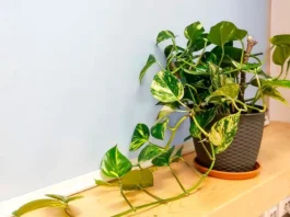 Epipremnum aureum en maceta