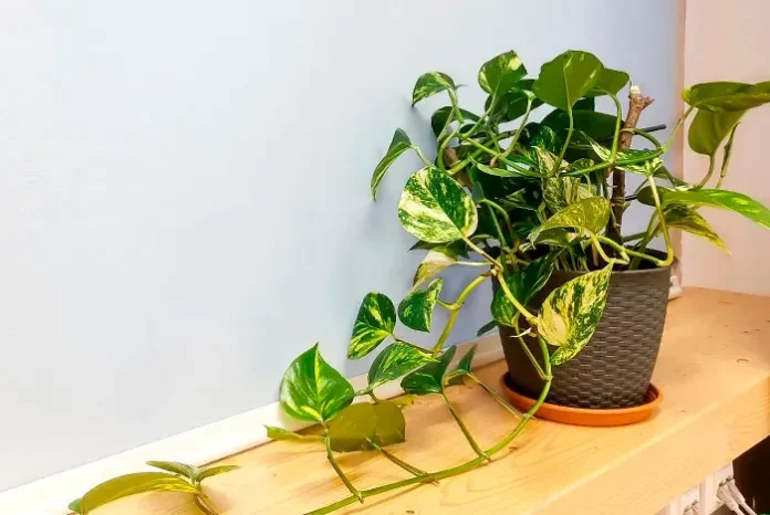 Epipremnum aureum en maceta Epipremnum aureum en maceta