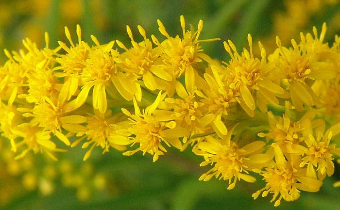 Especies de Solidago