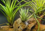 especies de tillandsias