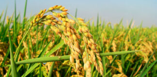 Espiga de arroz