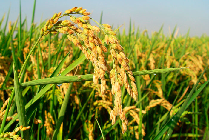 Espiga de arroz