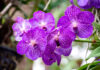 Espiga de flores de Phalaenopsis