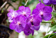 Espiga de flores de Phalaenopsis